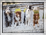 Border collie, Cztery, Retriever z Nowej Szkocji, Kamienna, Owczarek staroangielski Bobtail, Psy, Owczarek australijski, Balustrada